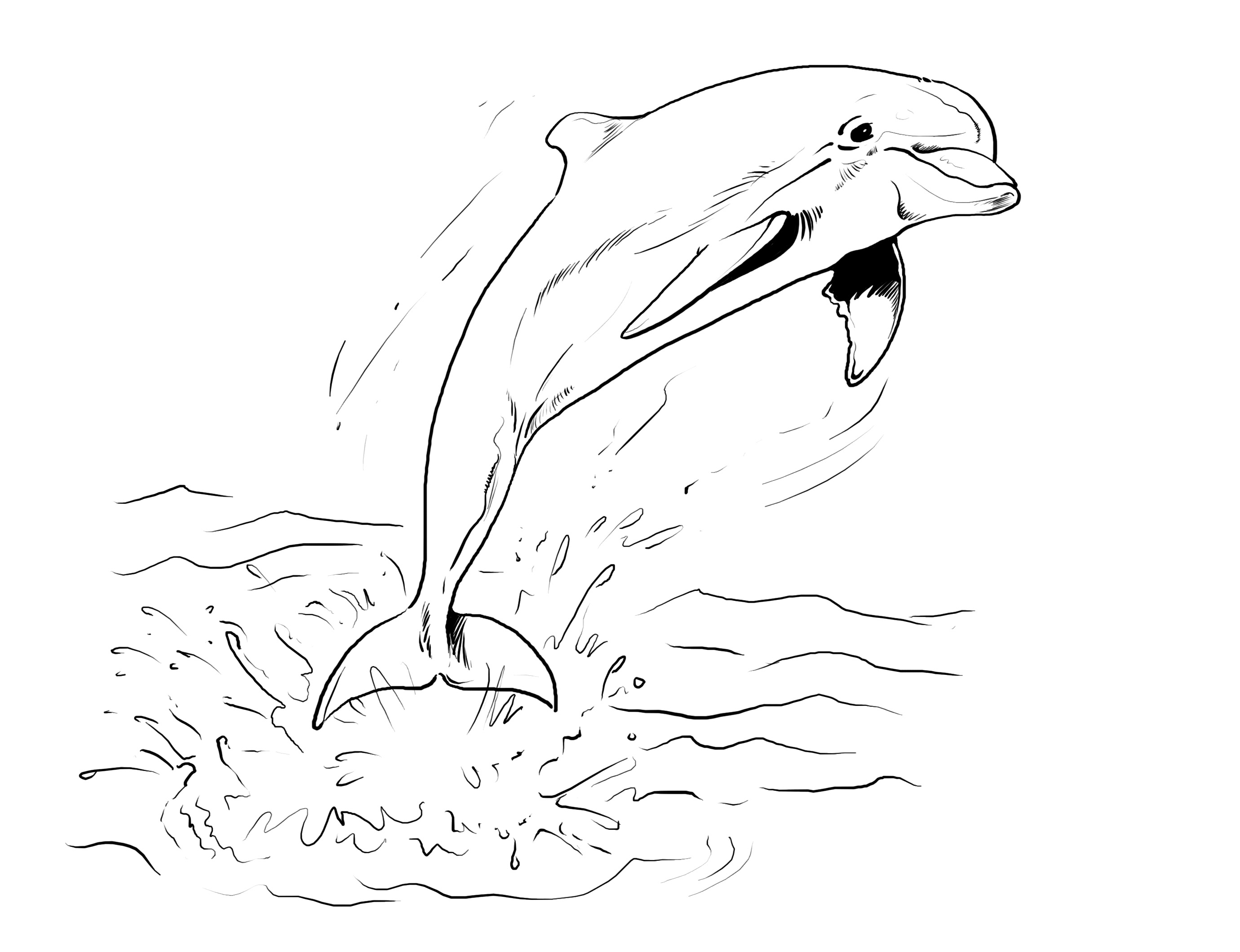 ausmalbild mandala delfin